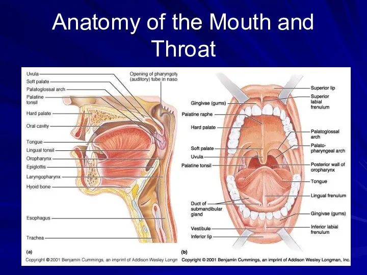 Anatomy of the Mouth and Throat