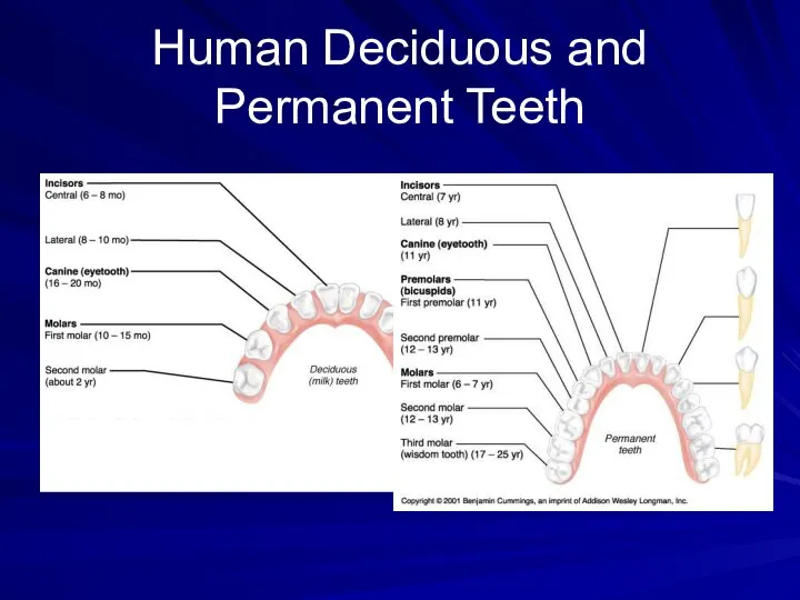 Human Deciduous and Permanent Teeth