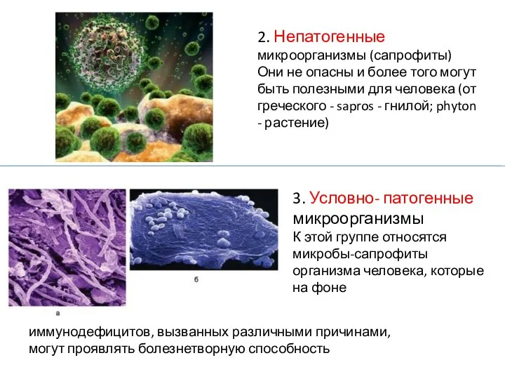2. Непатогенные микроорганизмы (сапрофиты) Они не опасны и более того могут