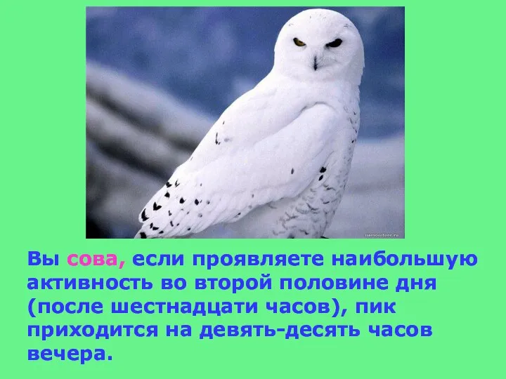 Вы сова, если проявляете наибольшую активность во второй половине дня (после