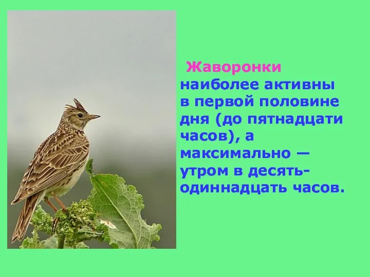 Жаворонки наиболее активны в первой половине дня (до пятнадцати часов), а