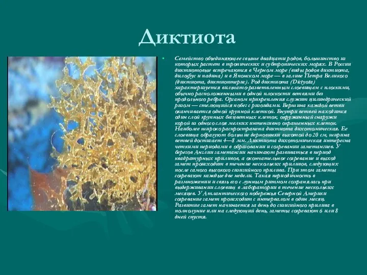 Диктиота Семейство объединяющее свыше двадцати родов, большинство из которых растет в