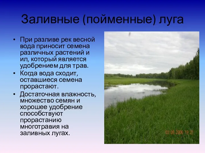 Заливные (пойменные) луга При разливе рек весной вода приносит семена различных