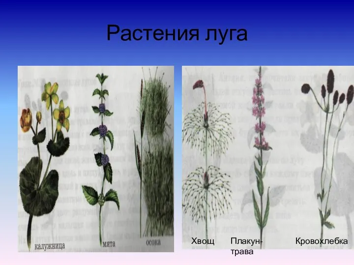 Растения луга Хвощ Плакун-трава Кровохлебка