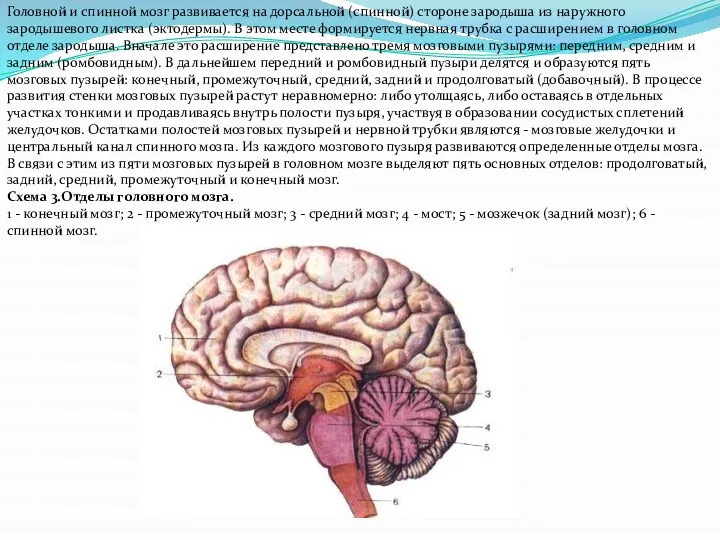 Головной и спинной мозг развивается на дорсальной (спинной) стороне зародыша из