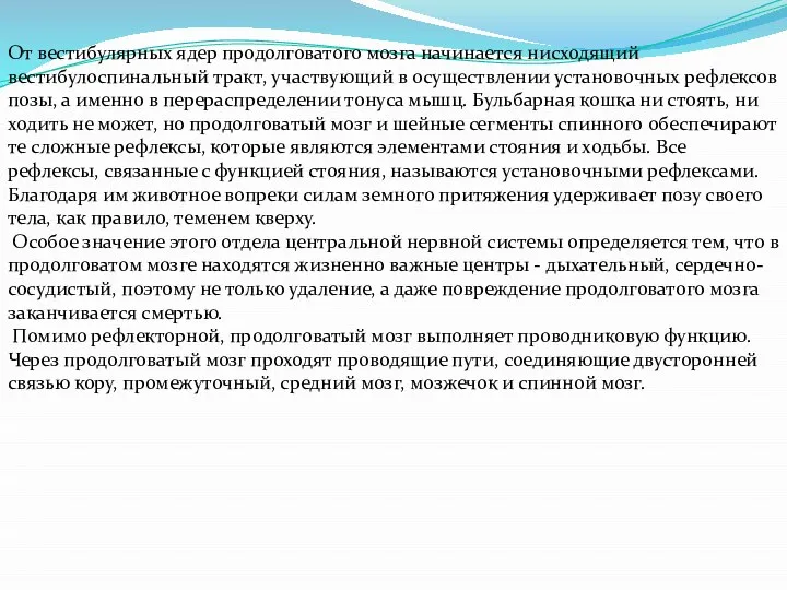 От вестибулярных ядер продолговатого мозга начинается нисходящий вестибулоспинальный тракт, участвующий в