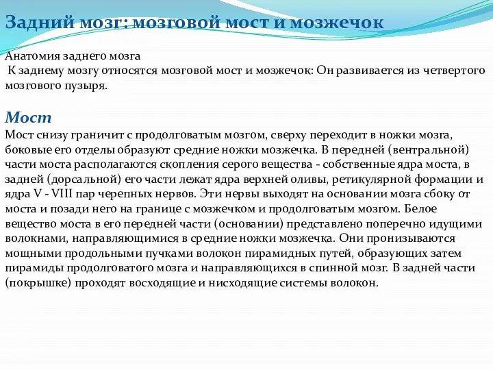 Задний мозг: мозговой мост и мозжечок Анатомия заднего мозга К заднему