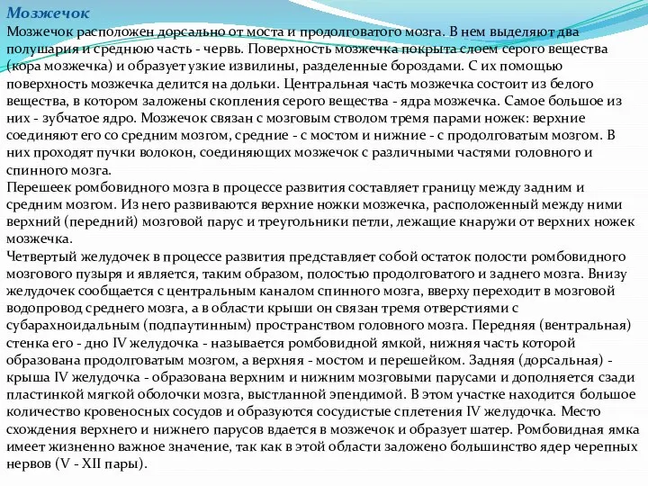 Мозжечок Мозжечок расположен дорсально от моста и продолговатого мозга. В нем