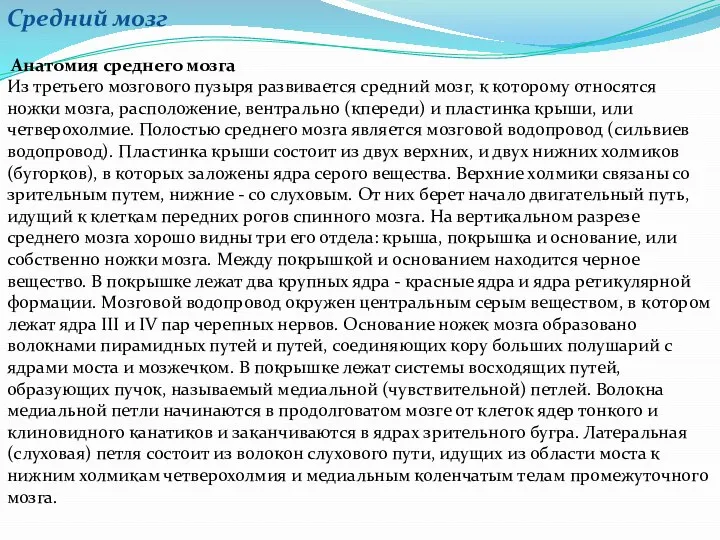 Средний мозг Анатомия среднего мозга Из третьего мозгового пузыря развивается средний