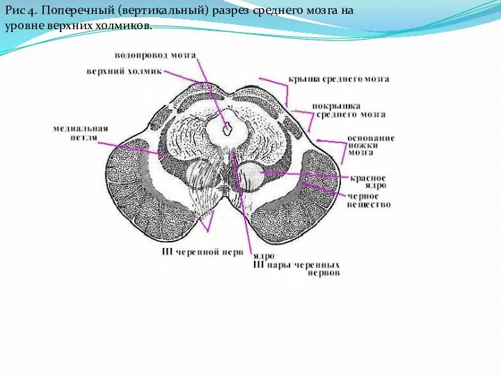 Рис 4. Поперечный (вертикальный) разрез среднего мозга на уровне верхних холмиков.