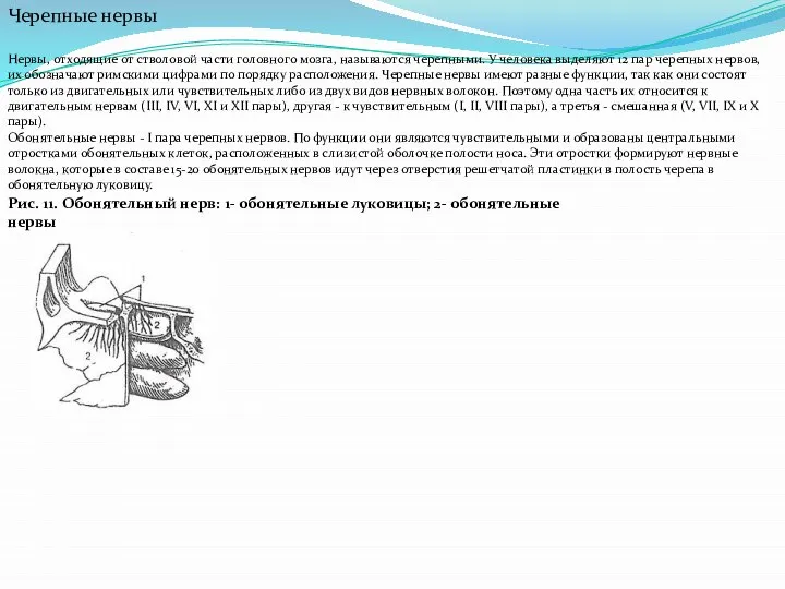 Черепные нервы Нервы, отходящие от стволовой части головного мозга, называются черепными.