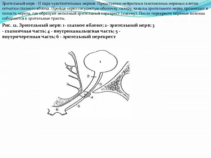 Зрительный нерв - II пара чувствительных нервов. Представлен нейритами ганглиозных нервных