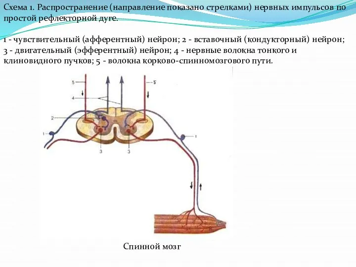 Схема 1. Распространение (направление показано стрелками) нервных импульсов по простой рефлекторной