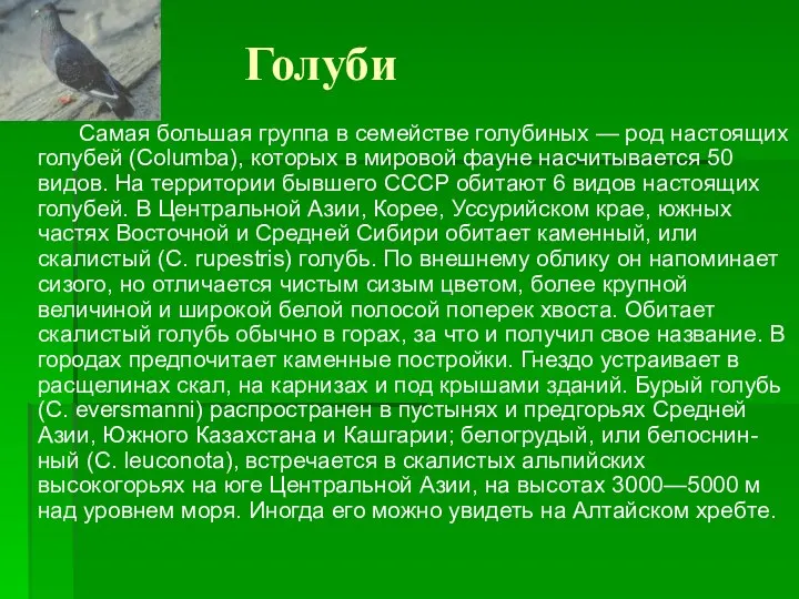 Голуби Самая большая группа в семействе голубиных — род настоящих голубей