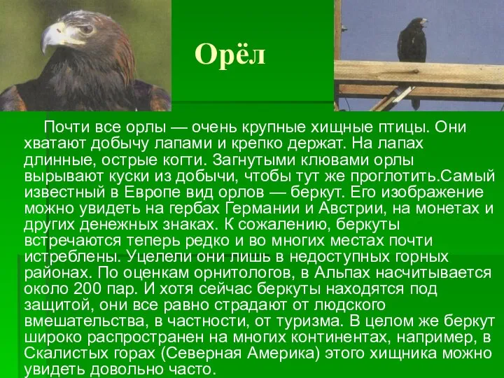 Орёл Почти все орлы — очень крупные хищные птицы. Они хватают