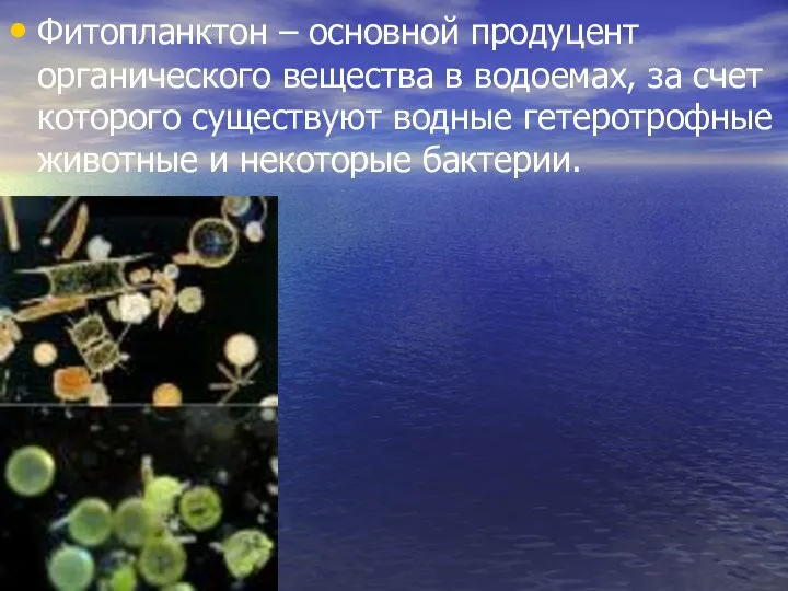 Фитопланктон – основной продуцент органического вещества в водоемах, за счет которого