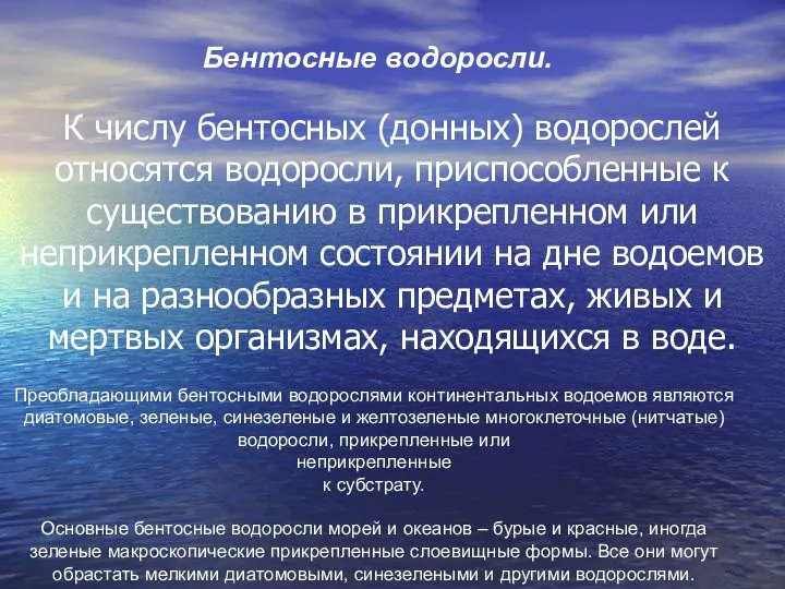 Бентосные водоросли. К числу бентосных (донных) водорослей относятся водоросли, приспособленные к