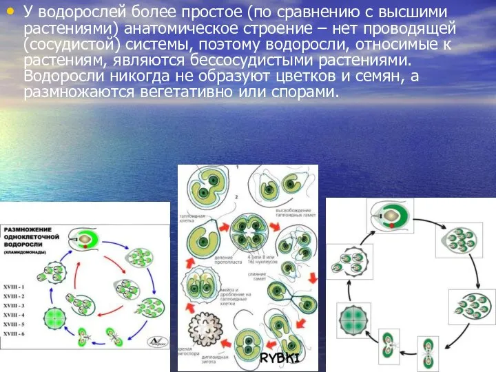 У водорослей более простое (по сравнению с высшими растениями) анатомическое строение