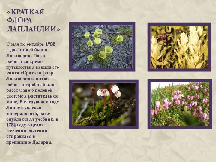 «Краткая флора Лапландии» С мая по октябрь 1732 года Линней был