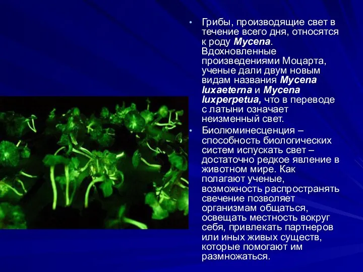 Грибы, производящие свет в течение всего дня, относятся к роду Mycena.