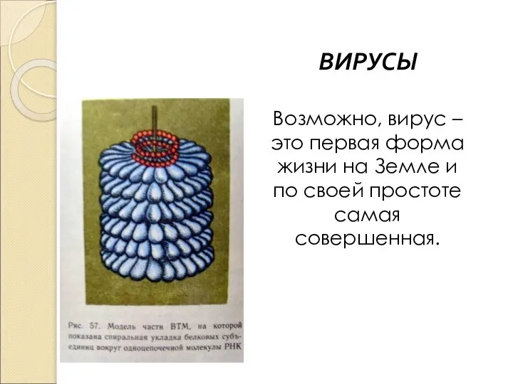 ВИРУСЫ Возможно, вирус – это первая форма жизни на Земле и по своей простоте самая совершенная.