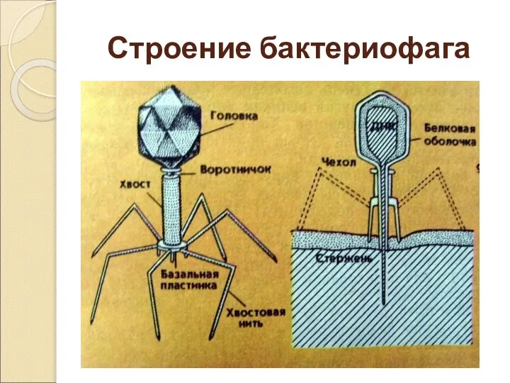 Строение бактериофага