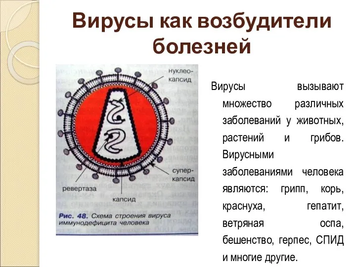 Вирусы вызывают множество различных заболеваний у животных, растений и грибов. Вирусными