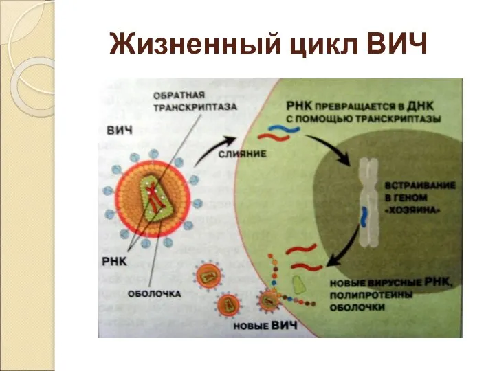 Жизненный цикл ВИЧ