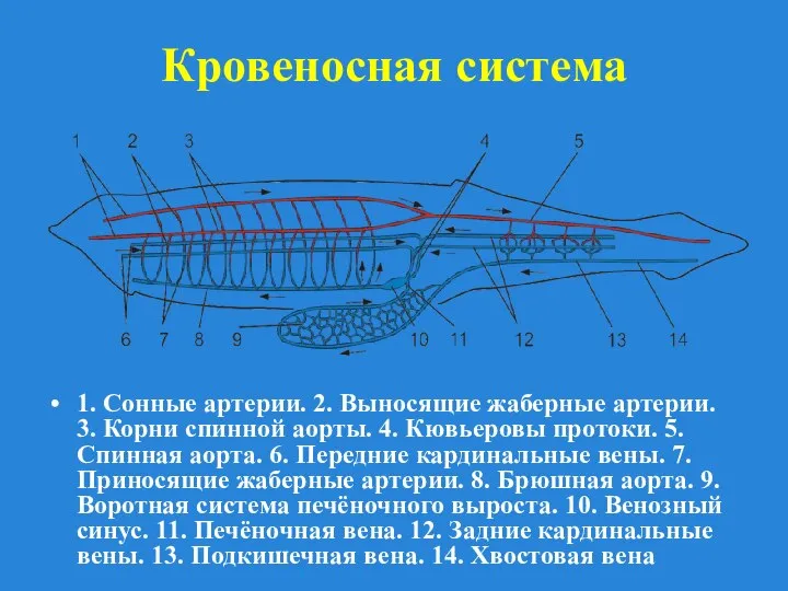 Кровеносная система 1. Сонные артерии. 2. Выносящие жаберные артерии. 3. Корни