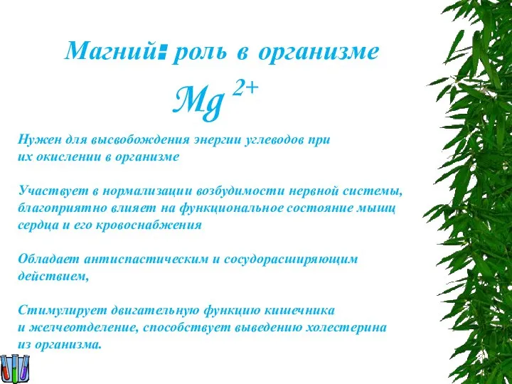 Магний: роль в организме Нужен для высвобождения энергии углеводов при их