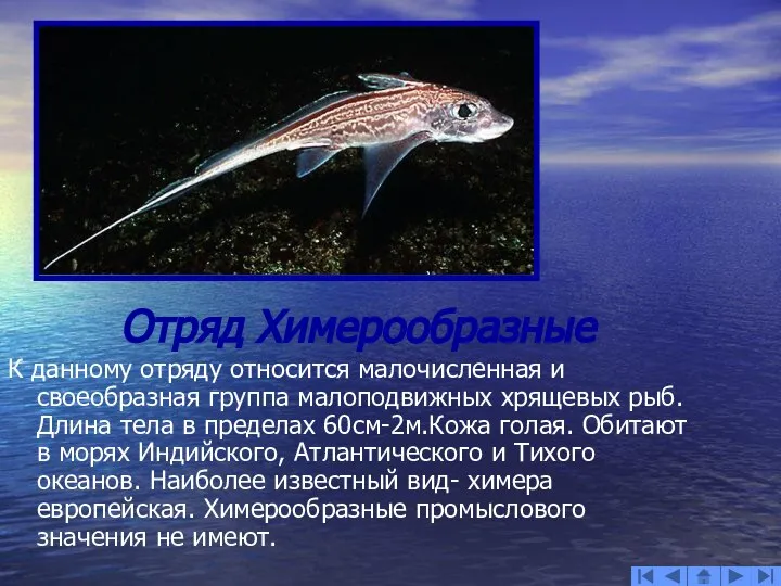 Отряд Химерообразные К данному отряду относится малочисленная и своеобразная группа малоподвижных