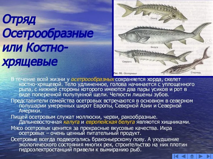 Отряд Осетрообразные или Костно-хрящевые В течение всей жизни у осетроообразных сохраняется