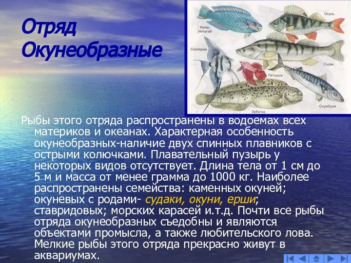 Отряд Окунеобразные Рыбы этого отряда распространены в водоемах всех материков и