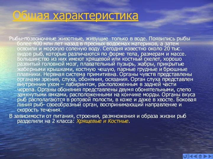 Общая характеристика Рыбы-позвоночные животные, живущие только в воде. Появились рыбы более