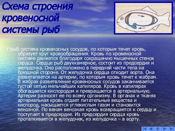 Схема строения кровеносной системы рыб У рыб система кровеносных сосудов, по