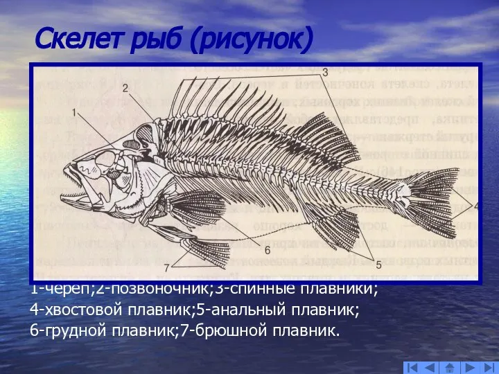 Скелет рыб (рисунок) 1-череп;2-позвоночник;3-спинные плавники; 4-хвостовой плавник;5-анальный плавник; 6-грудной плавник;7-брюшной плавник.