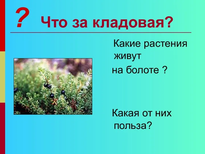 Что за кладовая? Какие растения живут на болоте ? Какая от них польза? ?