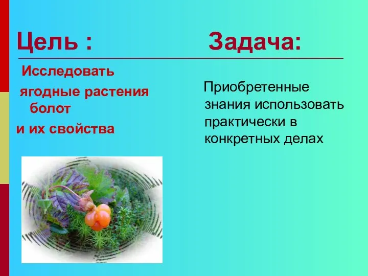 Цель : Задача: Исследовать ягодные растения болот и их свойства Приобретенные