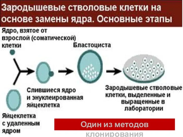 Один из методов клонирования