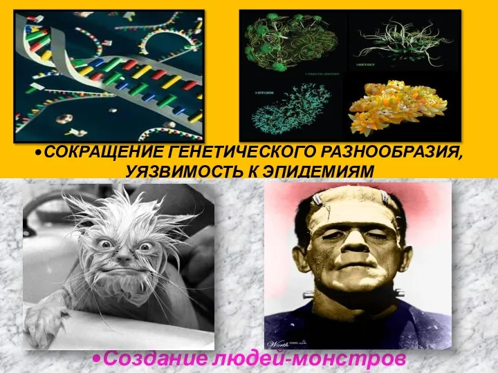 •сокращение генетического разнообразия, уязвимость к эпидемиям •Создание людей-монстров