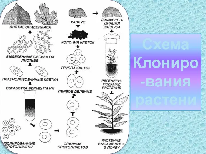 Схема Клониро-вания растений