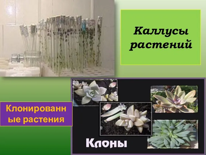 Каллусы растений Клонированные растения