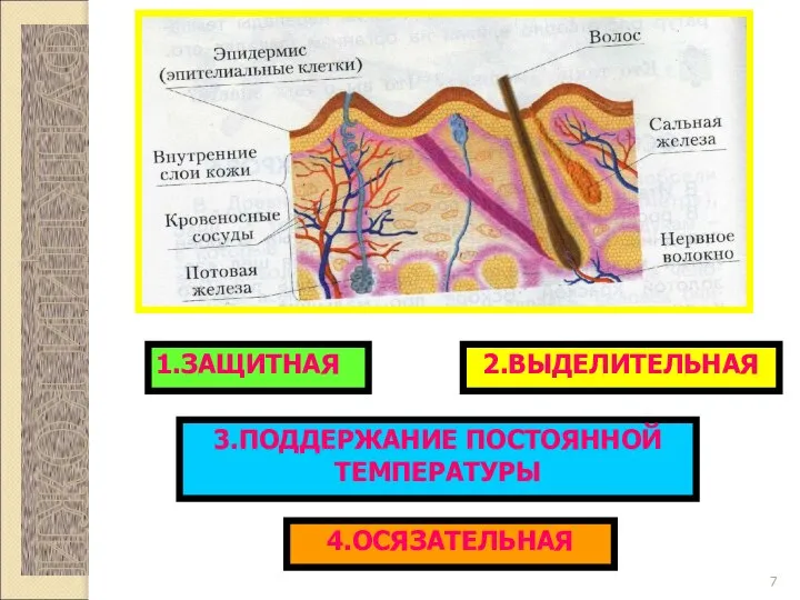 ФУНКЦИИ КОЖИ 1.ЗАЩИТНАЯ 2.ВЫДЕЛИТЕЛЬНАЯ 3.ПОДДЕРЖАНИЕ ПОСТОЯННОЙ ТЕМПЕРАТУРЫ 4.ОСЯЗАТЕЛЬНАЯ