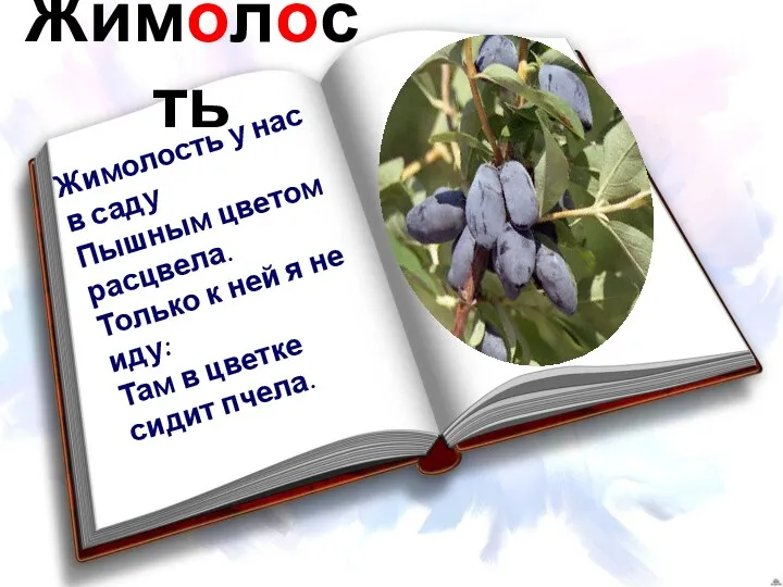 Жимолость Жимолость у нас в саду Пышным цветом расцвела. Только к