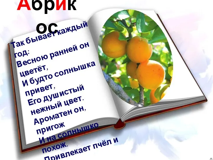 Абрикос Так бывает каждый год: Весною ранней он цветёт, И будто