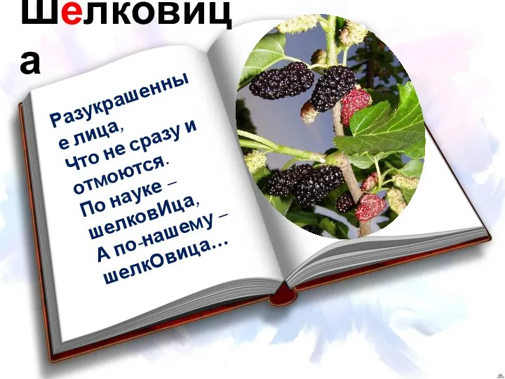 Шелковица Разукрашенные лица, Что не сразу и отмоются. По науке – шелковИца, А по-нашему – шелкОвица…