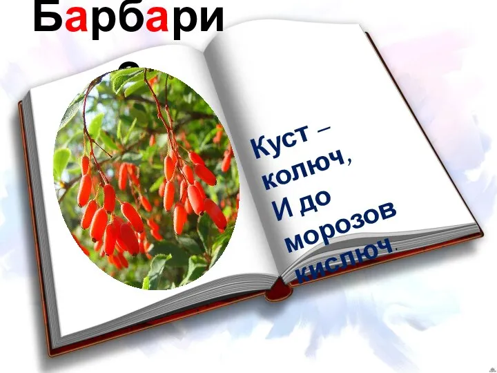 Барбарис Куст – колюч, И до морозов кислюч.