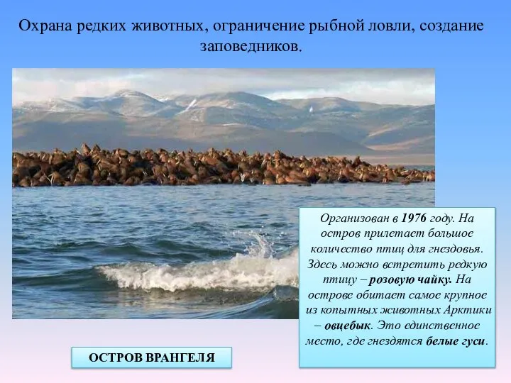 Охрана редких животных, ограничение рыбной ловли, создание заповедников. ОСТРОВ ВРАНГЕЛЯ Организован