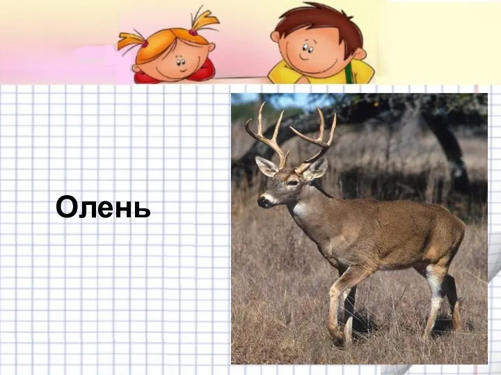 Олень