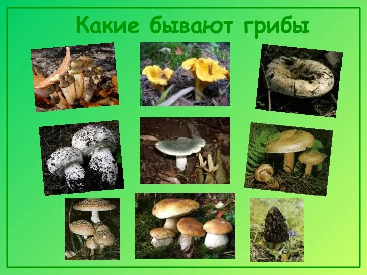 Какие бывают грибы